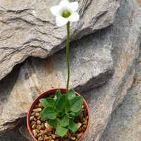 Parnassia nubicola 